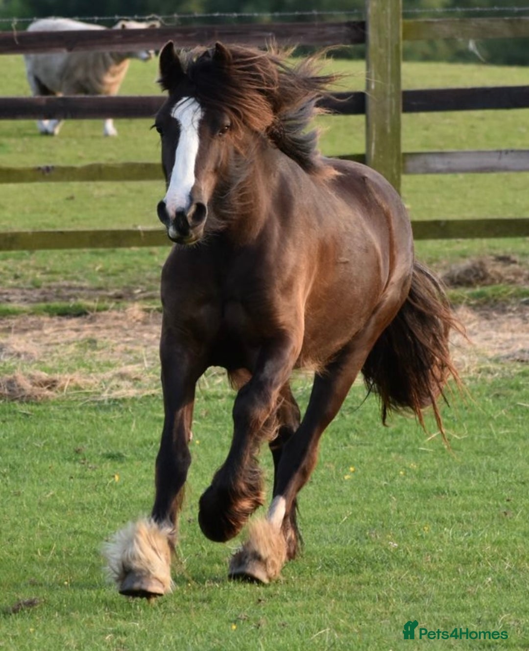 Other Breed horses for sale: 2 year old black cob filly to make approx 14.1/2hh - Image 1