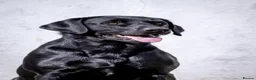 Labrador Retriever dogs for stud: Black Labrador Stud - Carries Yellow - Advert 8