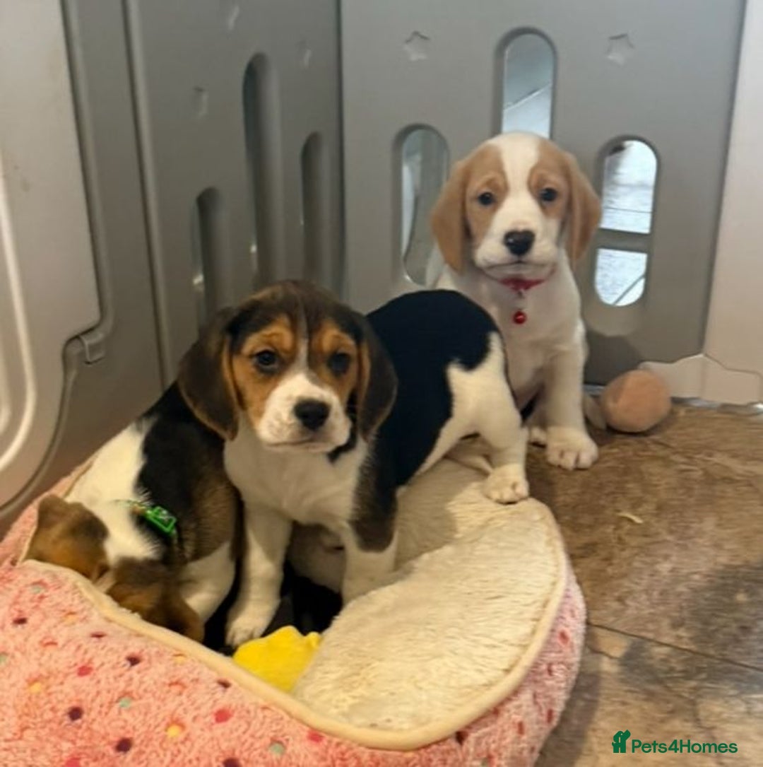 Beagle dogs for sale: Genuine Foot Beagle Puppies - Advert 11