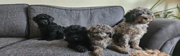 Cavapoo dogs for sale: READYtoday. Cavapoos puppies - Advert 10