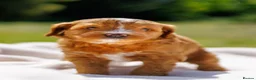 Australian Labradoodle dogs for sale: Stunning Red Aussie Doodle Multigen Puppies - Advert 4