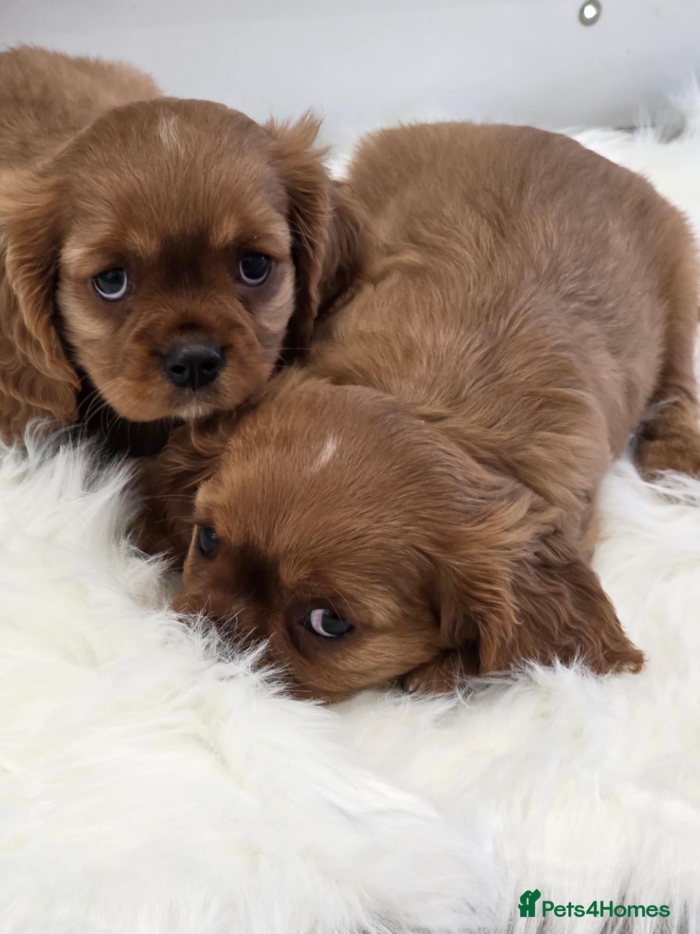 Cavalier King Charles Spaniel dogs Stunning kc reg health tested cavaliers - Advert 1