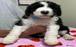 Sheepadoodle dogs for sale: Stunning Sheepadoodle puppies - Image 24
