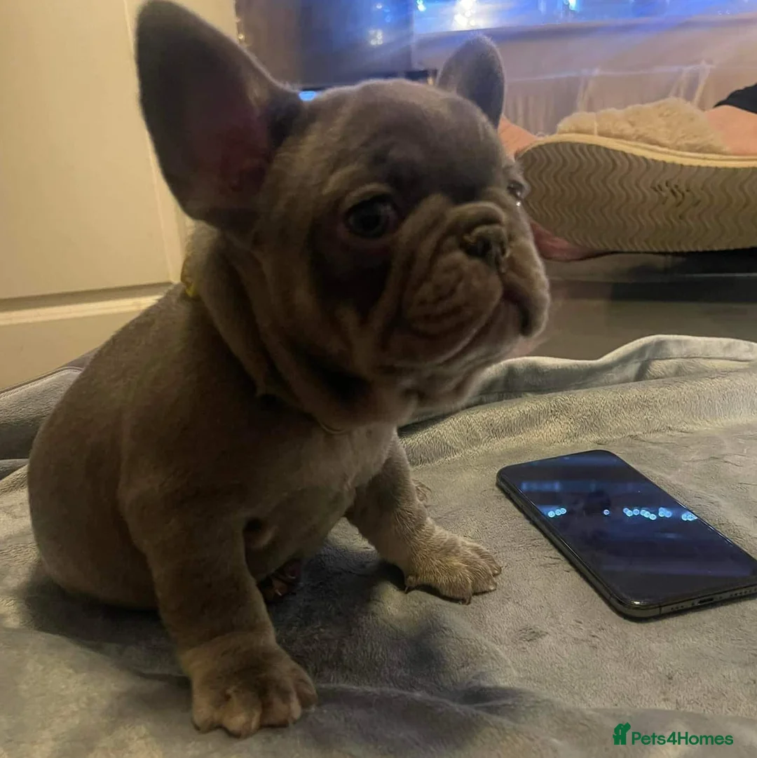 French Bulldog dogs for stud: Mayan, Rfg, bva, Silver health tested Lilac tan in Sheffield - Advert 34