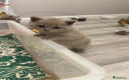 British Shorthair cats for sale: Price reduced Reg gccf Liliac BSH two female  - Image 20