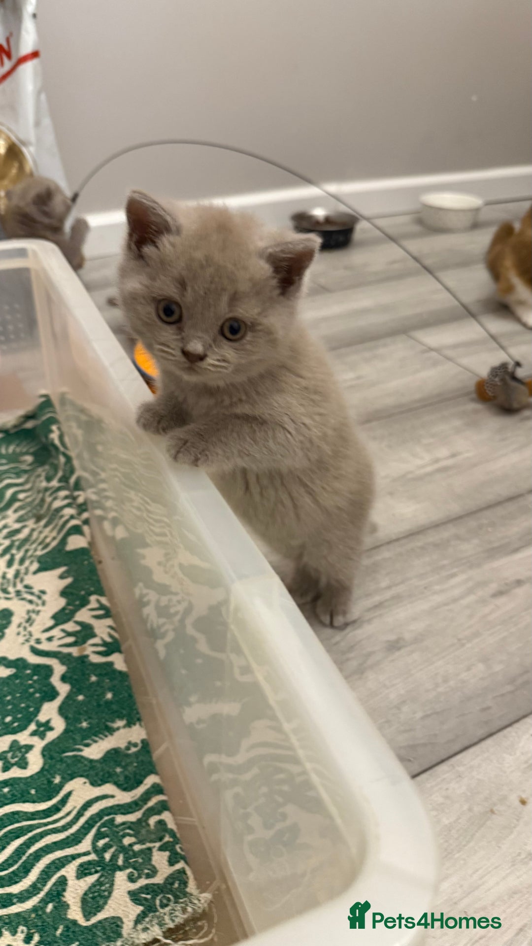 British Shorthair cats for sale: Price reduced Reg gccf Liliac BSH two female  - Image 20