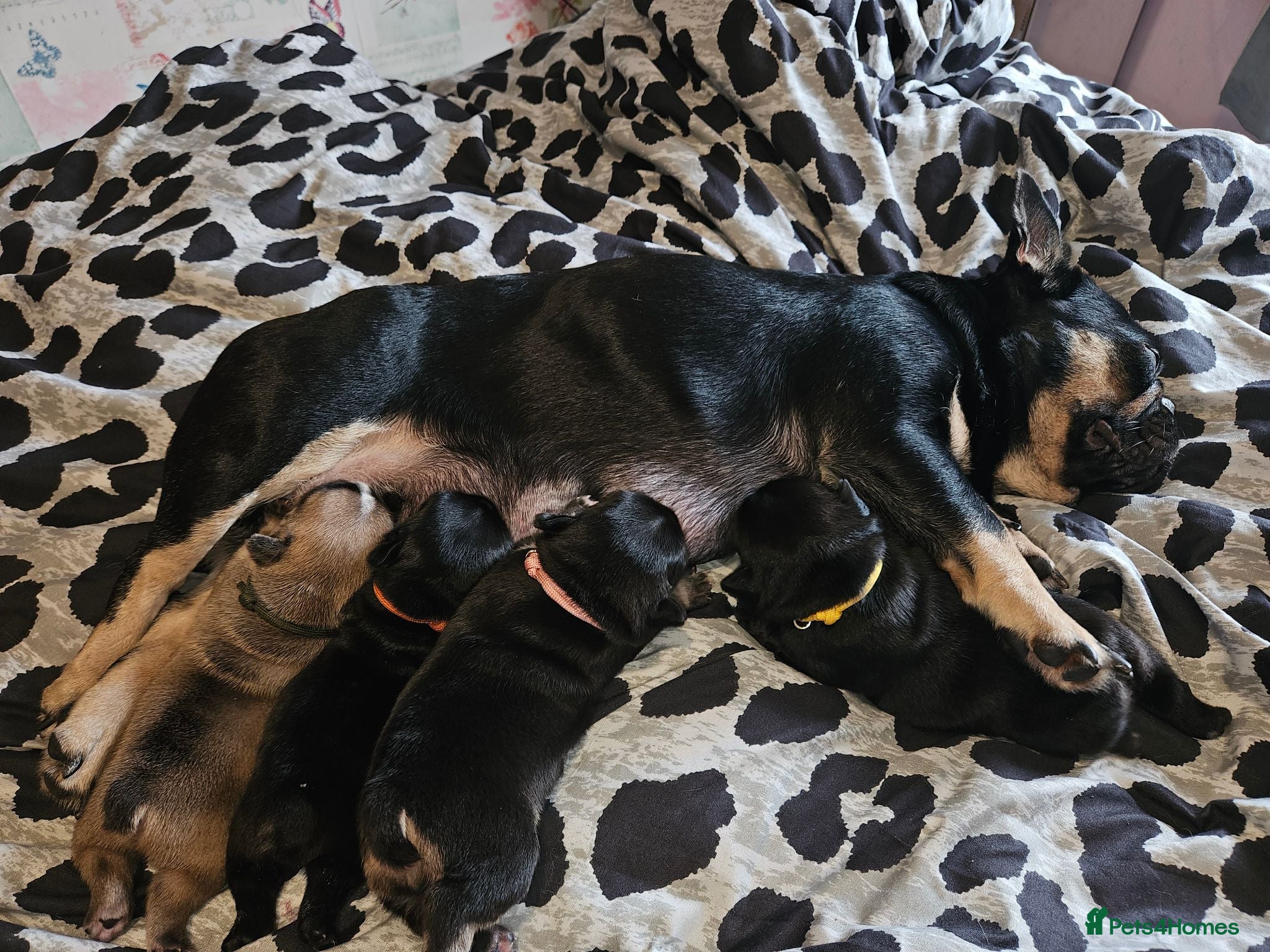 French Bulldog dogs Pedigree French bulldog puppies.  - Advert 2