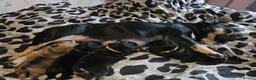 French Bulldog dogs for sale: LAST PUPPY (male) pedigree French bulldog puppy.  - Advert 10