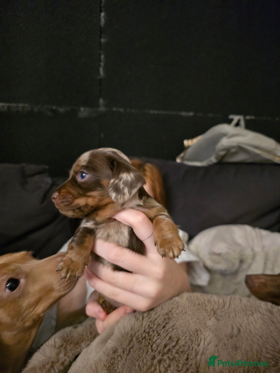 Miniature Dachshund dogs for sale: Gorgeous chocolate dapple miniature dachshunds - Advert 13