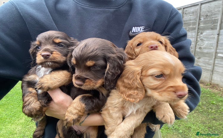 Cocker Spaniel dogs - Advert 4