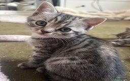 British Shorthair cats for sale: BSH silver tabby kittens - Image 2