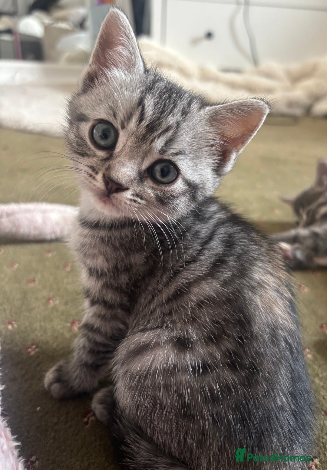 British Shorthair cats for sale: BSH silver tabby kittens - Image 2