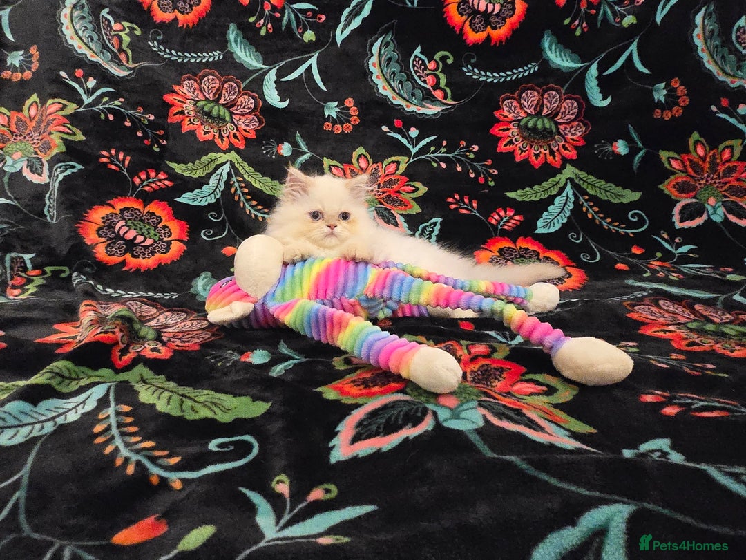 Persian cats for sale: Persian Kittens  - Image 13