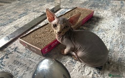 Sphynx cats for sale: Two bonded Sphynx cat brother  - Image 1