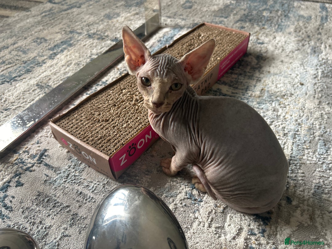 Sphynx cats for sale: Two bonded Sphynx cat brother  - Image 1