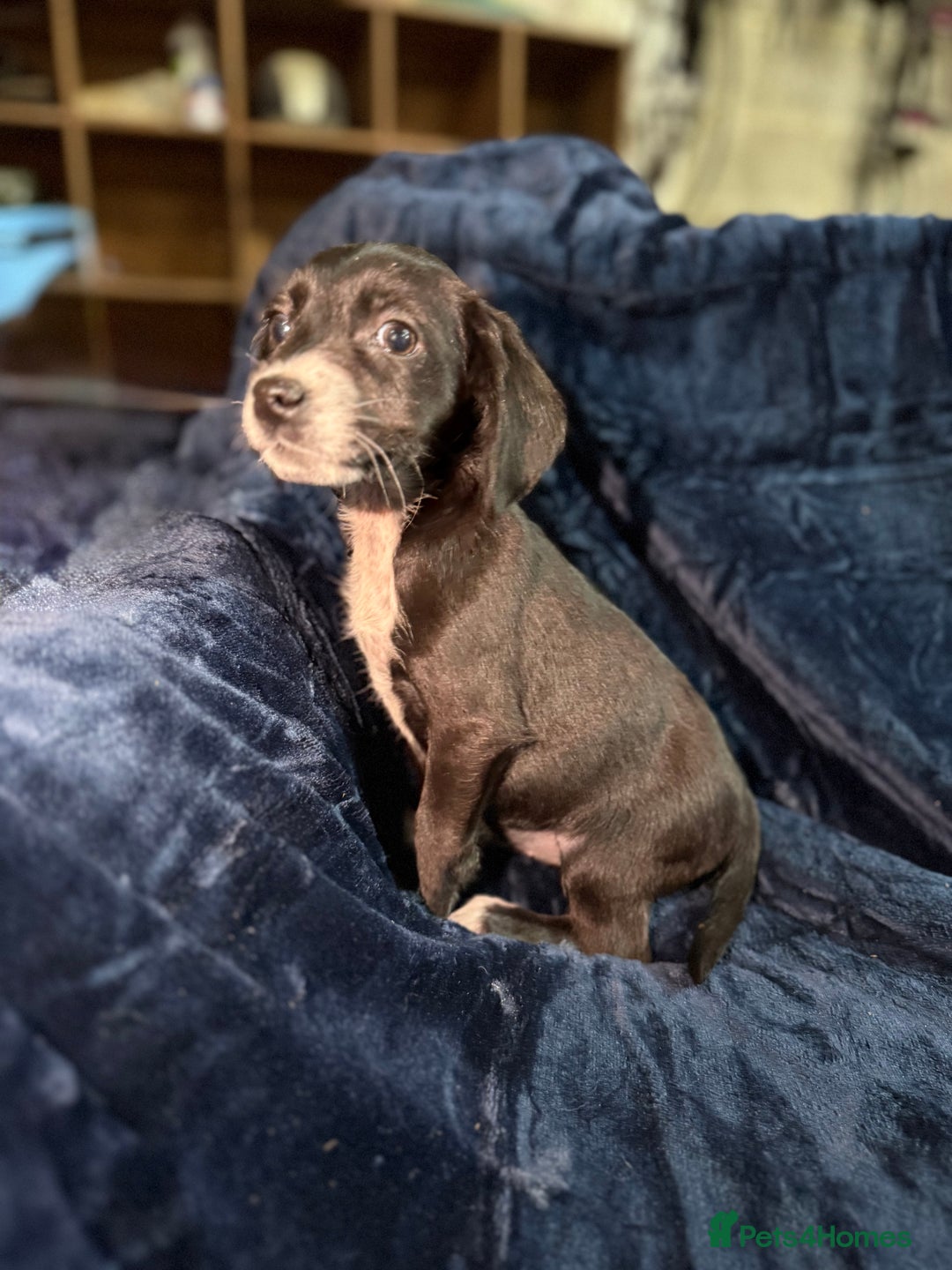 Mixed Breed dogs for sale: 3/4 spaniels 1/4 jack Russel puppy’s 🩷 - Image 13