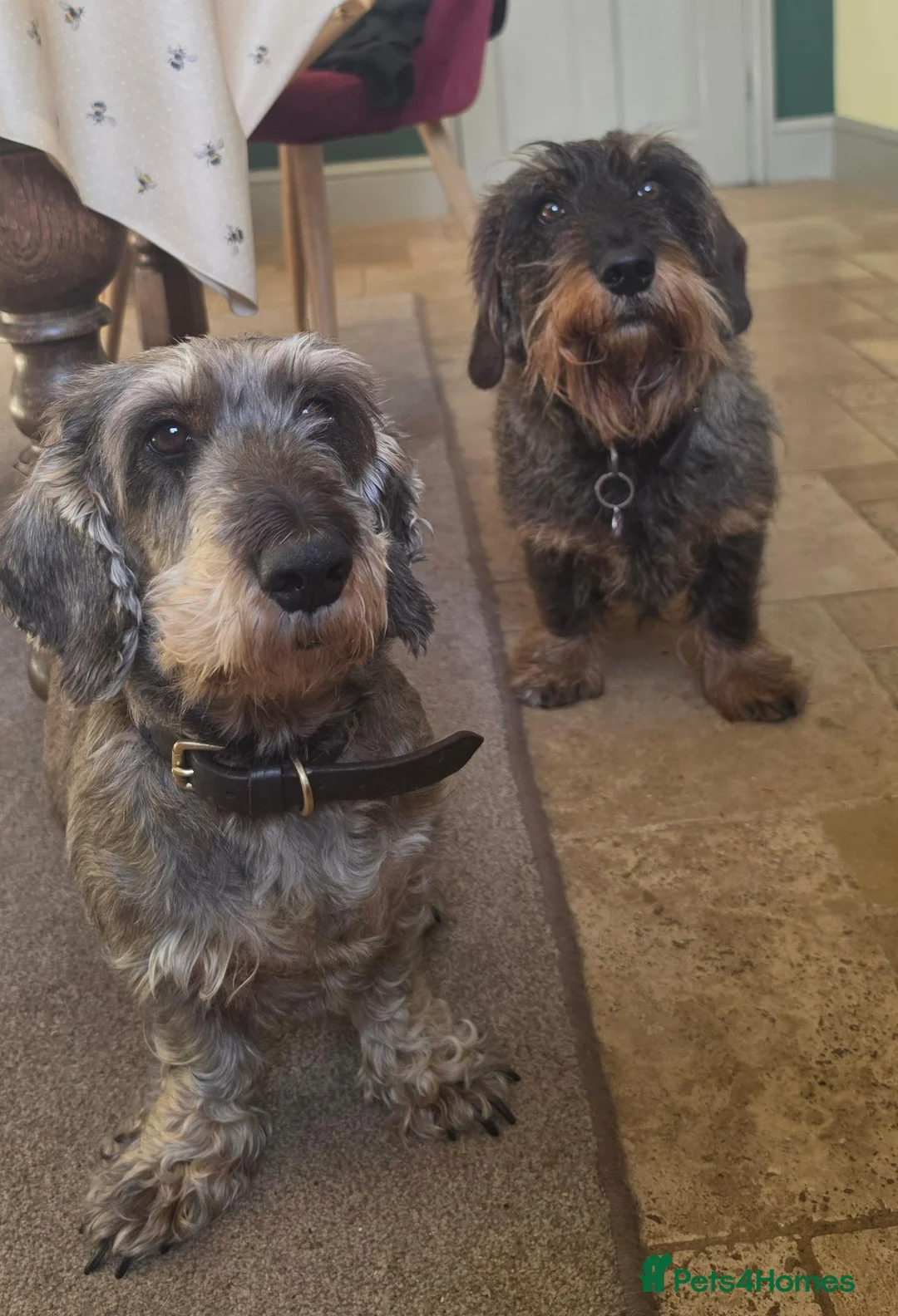 Dachshund dogs for sale: Dachshund/Teckle Standard Wire Haired Puppies in Wotton-under-Edge - Advert 2