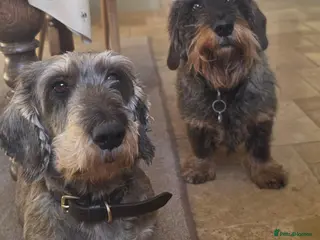 Dachshund dogs KC Dachshund/Teckle Standard Wire Haired Pups - Advert 6