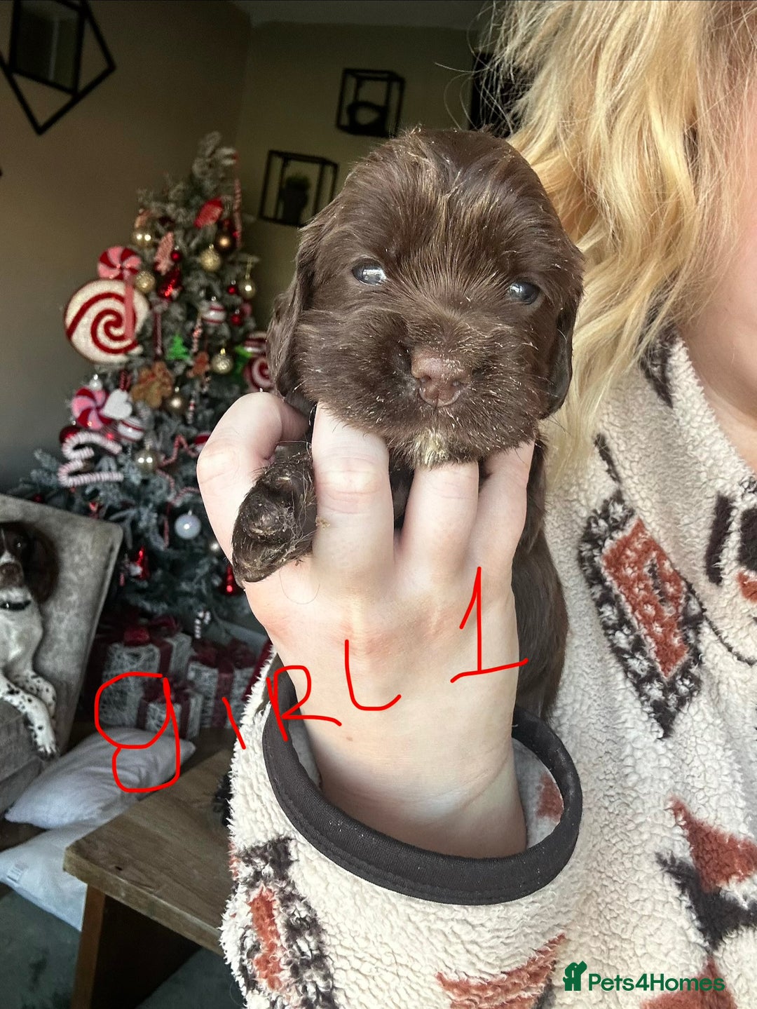 Sprocker dogs for sale: ONE BLACK BOY LEFT❤️‍🩹 - Advert 13