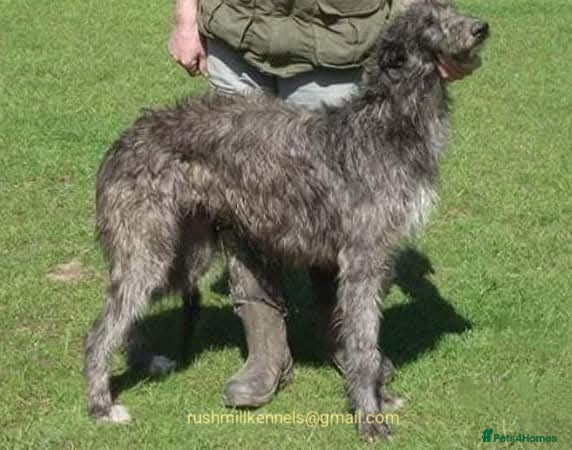 Deerhound dogs Deerhound Pups (Full Pedigree/KC Registered)  - Advert 1