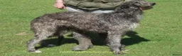 Deerhound dogs for sale: Deerhound Pups (Full Pedigree/KC Registered)  - Advert 1