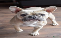 Mixed Breed dogs for sale: French bulldog x Dachshund  - Advert 7