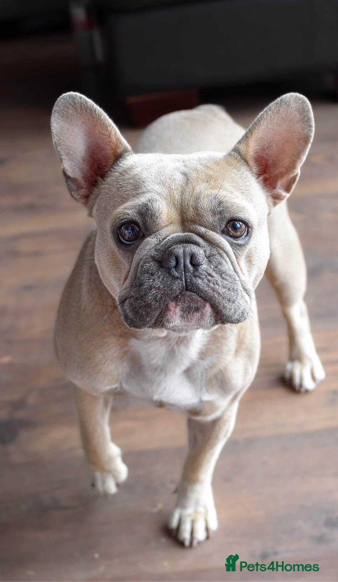 Mixed Breed dogs for sale: French bulldog x Dachshund  - Advert 7