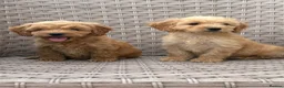 Cockapoo dogs for sale: PRA CLEAR F1 cockapoo puppies - Advert 7