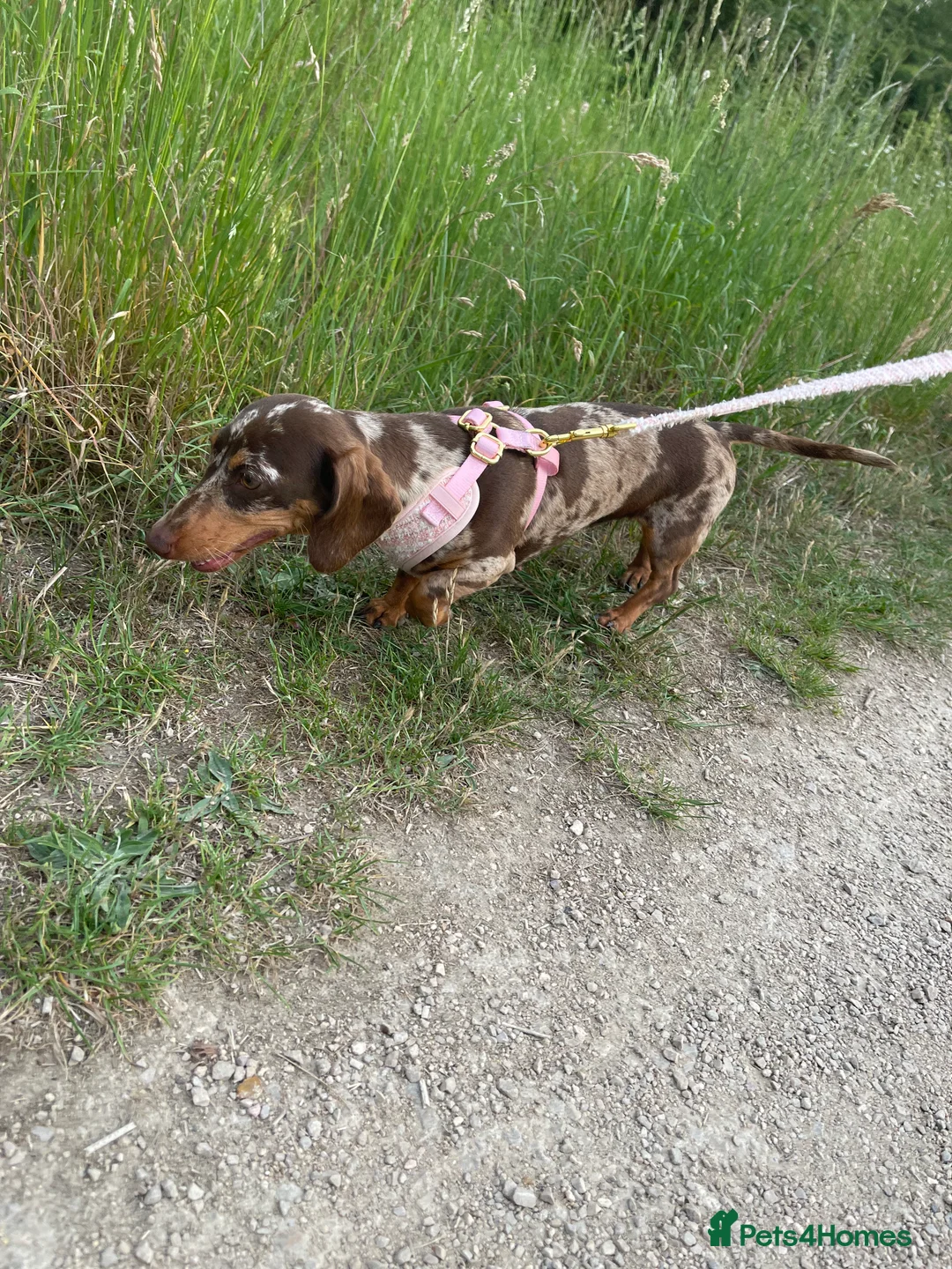 Miniature Dachshund dogs for sale: Kennel club Miniature Dachshund PRA Clear  - Advert 7