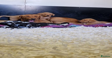 Labrador Retriever dogs - Advert 15