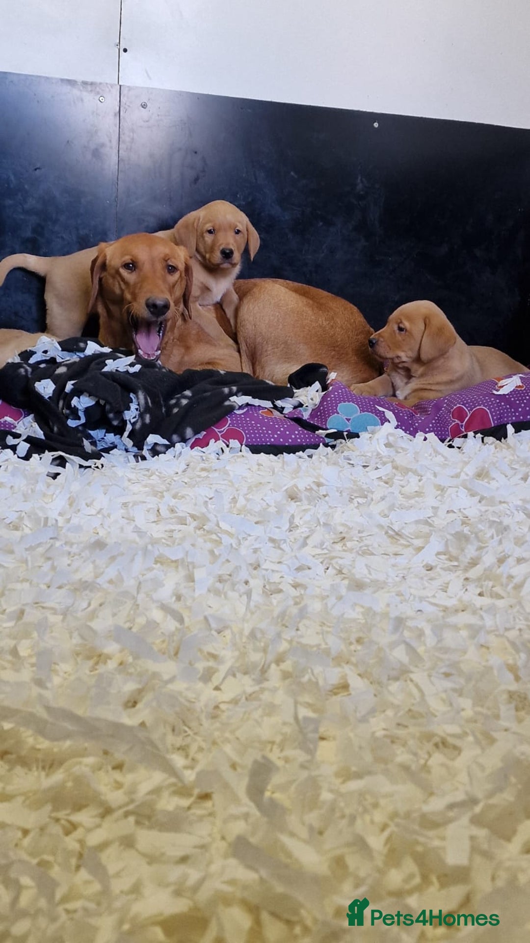 Labrador Retriever dogs for sale: Gorgeous Yellow & Fox Red Labrador Puppies KC REG - Image 2