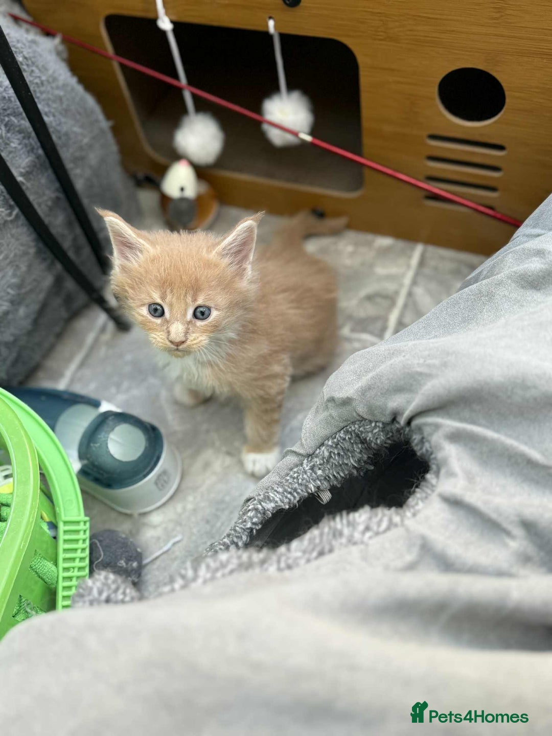 Maine Coon cats for sale: TICA Pedigree Maine Coon Kittens  - Image 29