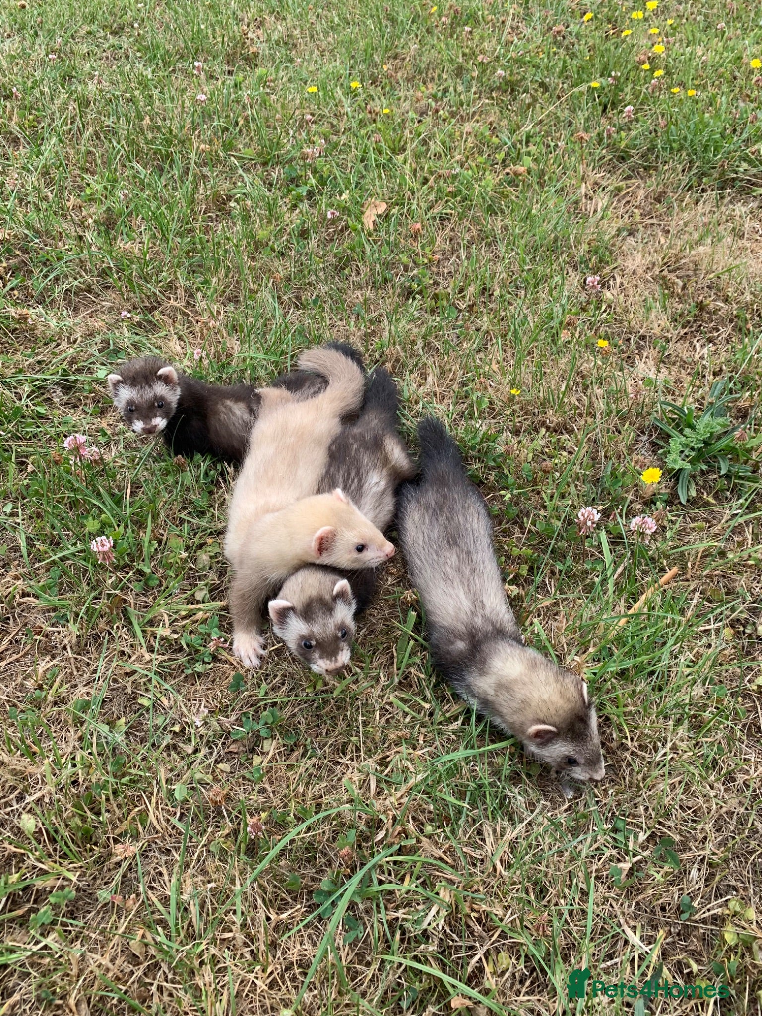 Ferret rodents Ferret Kits for sale  - Advert 1
