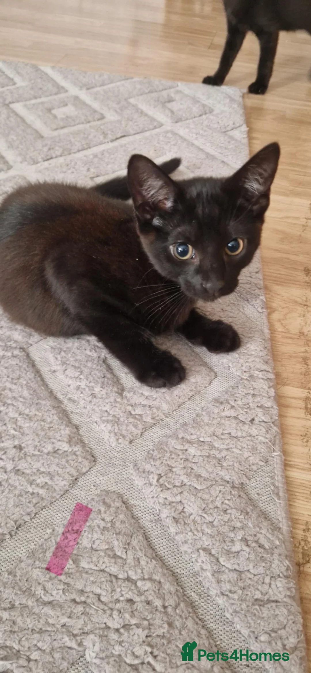 Mixed Breed cats for sale: Cats and kittens - Advert 2