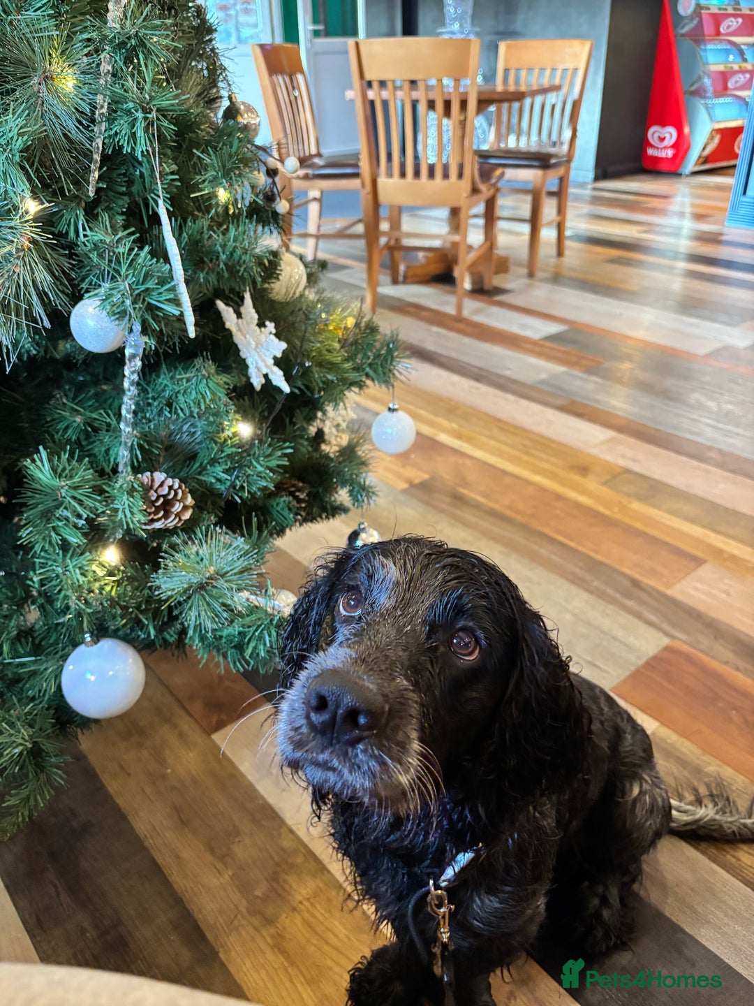 Cocker Spaniel dogs for sale: Scooby cocker spaniel - Advert 2