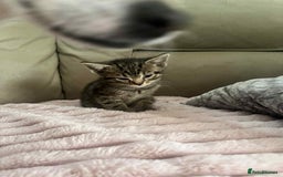 British Shorthair cats for sale: Beautiful British Shorthair Kittens - Image 6