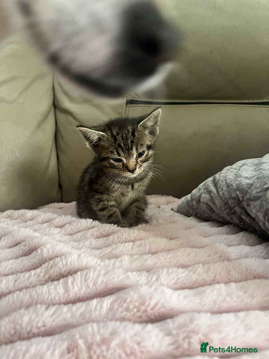 British Shorthair cats for sale: Beautiful British Shorthair Kittens - Image 6