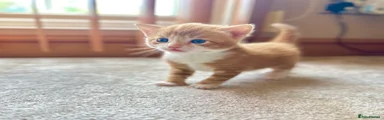 Mixed Breed Kitten 1