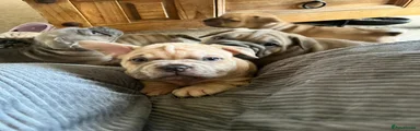 Piglet