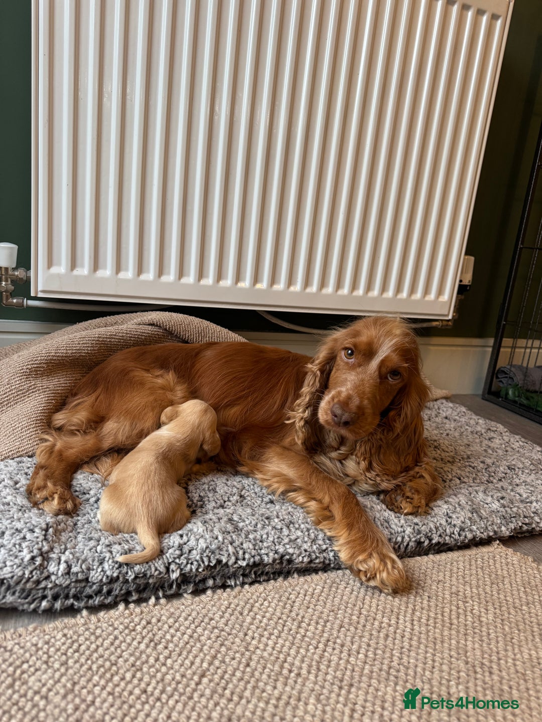 Cockerdor dogs for sale: Cockerdor/ Spanador Puppies. KC registered parents - Advert 5