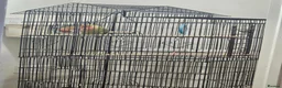 Lovebirds birds for sale: 100% breeding lovebirds pair in Sheffield - Advert 7