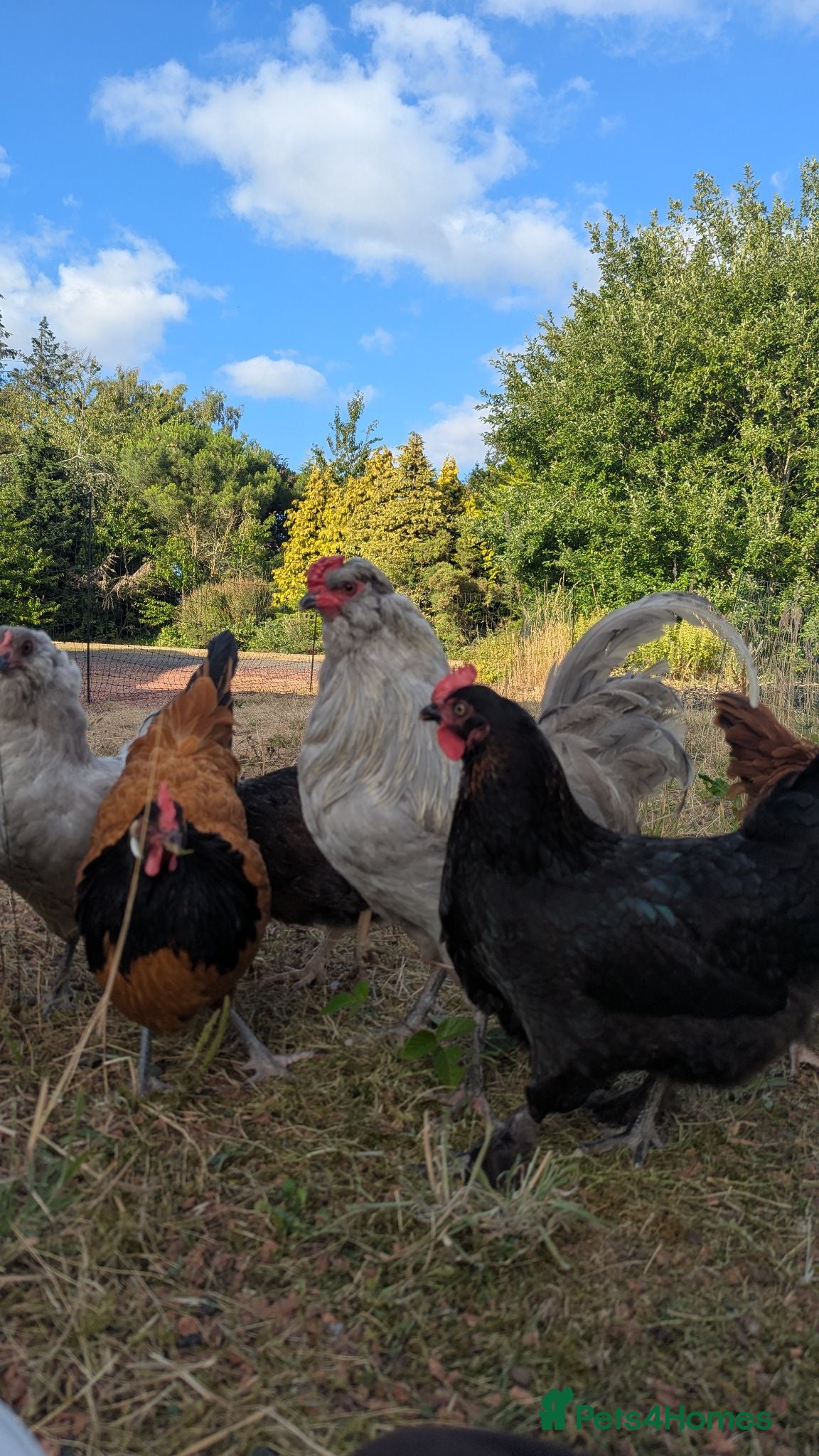 Chickens poultry Small mixed flock of colours egg laying hens  - Advert 1