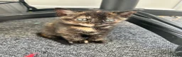 Mixed Breed cats for sale: 2 kittens left  in Bolton - Advert 3