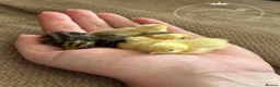 Quail poultry for sale: Chinese Painted/Button Quail | Eggs/Chicks/Layers  in Wells - Advert 5