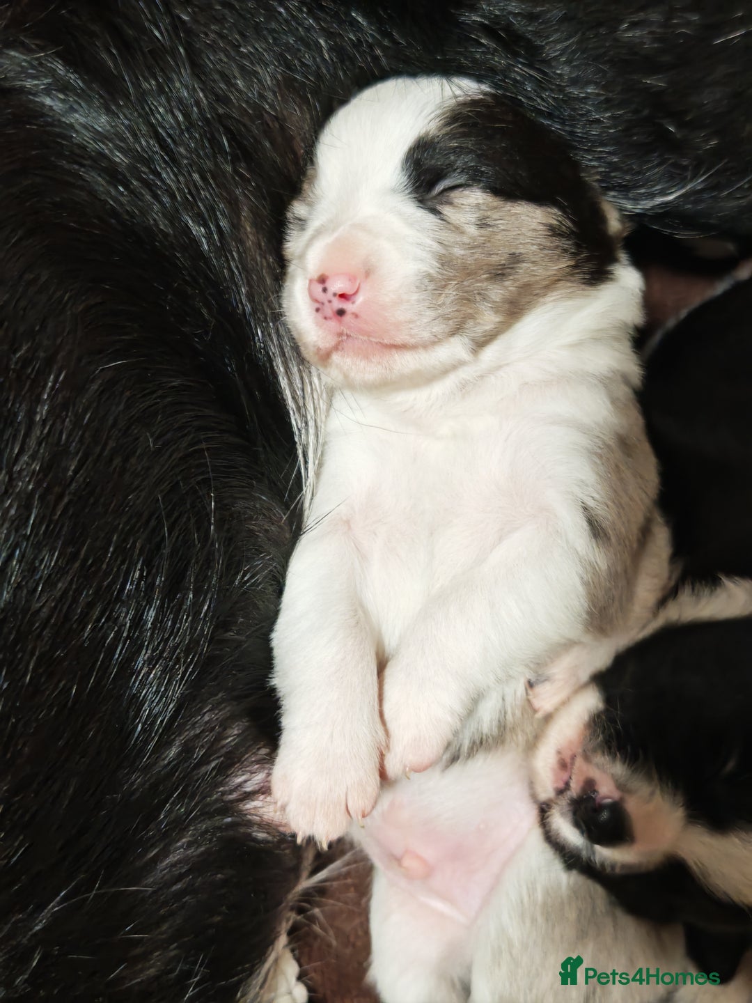 Border Collie dogs for sale: KC registered border collie puppies  - Advert 12