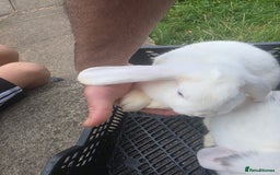 Blanc De Hotot rabbits for sale: rabbits for sale  - Image 5