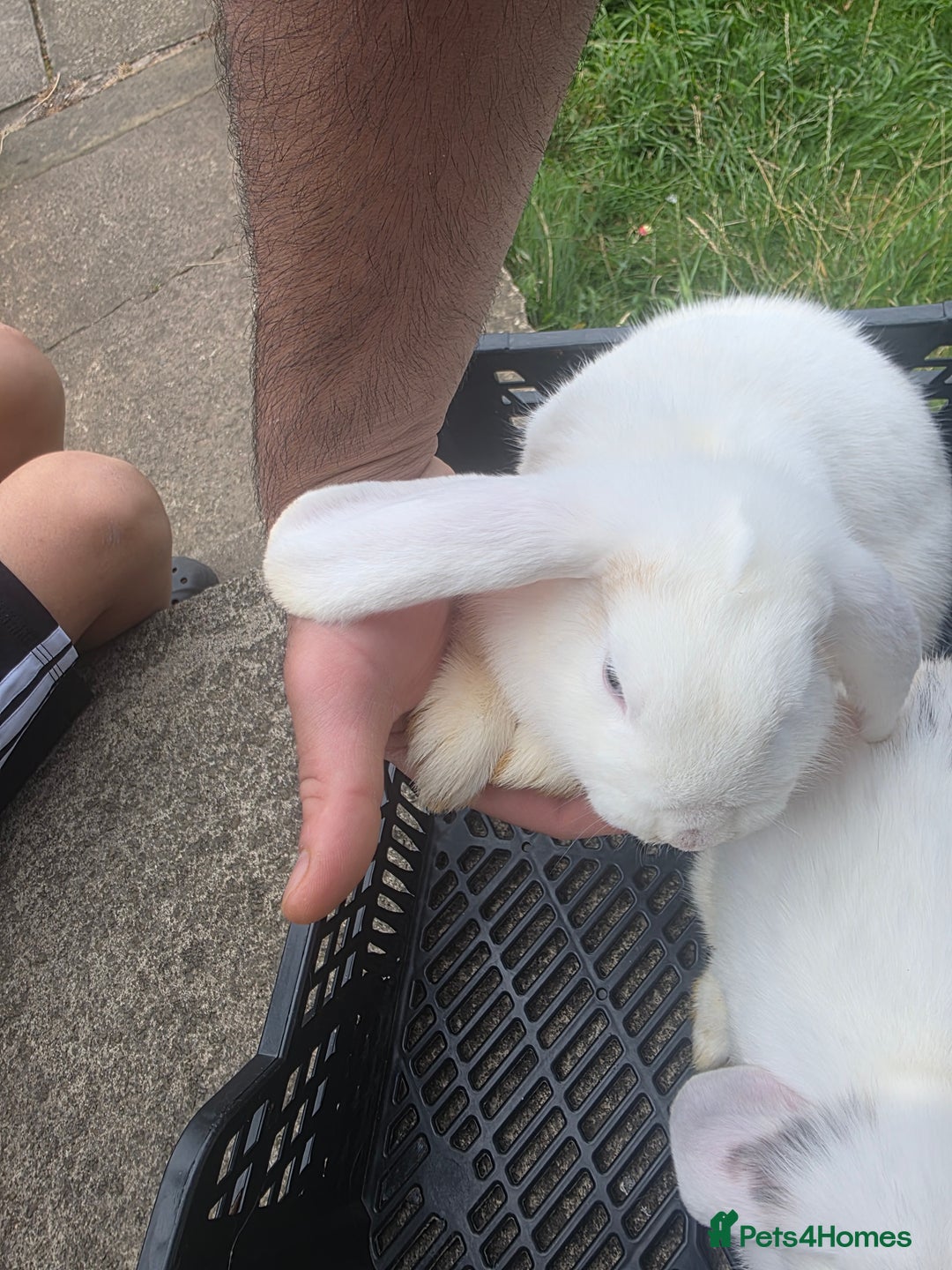 Blanc De Hotot rabbits for sale: rabbits for sale  - Image 5