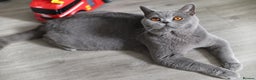British Shorthair cats for sale: Stunning GCCF&TICA Active BSH Queen - Advert 15