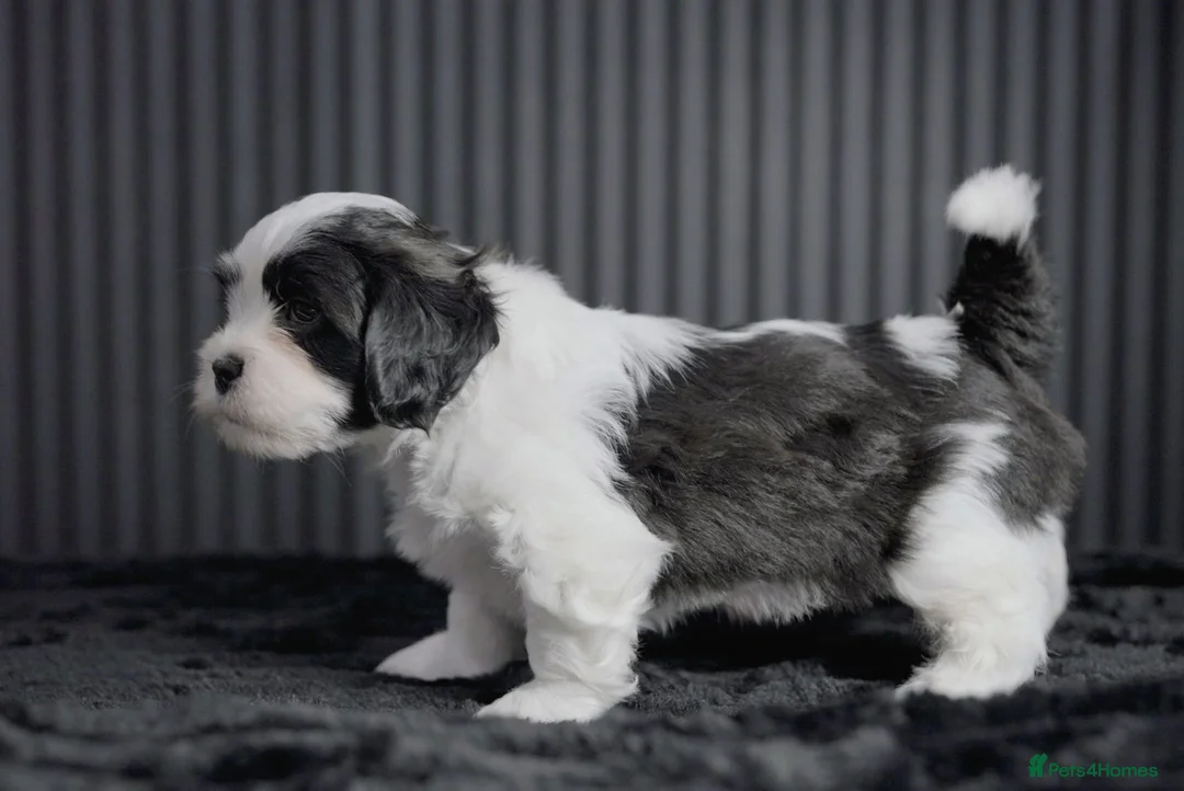 Mixed Breed dogs for sale: Beautiful Cava Tzu (Cavatzu) Puppies 2 Boys 1 Girl - Advert 9