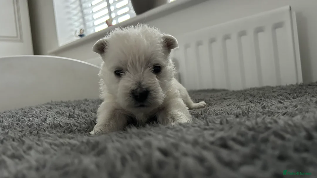 West Highland Terrier dogs for sale: Westies show quality pups ready 6.3.26 - Advert 12